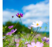 Pegdev 500g Hedgerow Wild Flower & Grass Seed Mix for Meadow Gardens Pegdev Multicolor