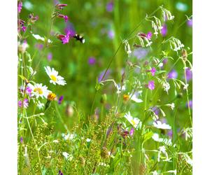 Pegdev 500g Woodland & Heavy Shade Wild Flower Grass Mix Seed for Gardens Pegdev Multicolor