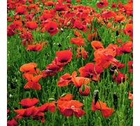 Pegdev 5g Red Poppy Wild Flower Seeds for Stunning Summer Blooms Pegdev Red