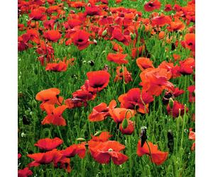Pegdev 5g Red Poppy Wild Flower Seeds for Stunning Summer Blooms Pegdev Red