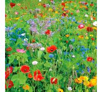 Pegdev - Pdl 1Kg English Meadow Wildflower Seed Mix Colour Boost For Vibrant Gardens & Plant Beds - Attracts Bees And Butterflies