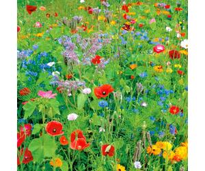 Pegdev - Pdl 25G English Meadow Wildflower Seed Mix Colour Boost For Vibrant Gardens & Plant Beds - Attracts Bees And Butterflies