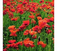 Pegdev - Pdl 25G Red Poppy Wild Flower Seeds - Common Seed - Flanders, Corn, Papaver Rhoeas Seed For Stunning Summer Blooms