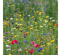 Pegdev - Pdl 50G Pro Flora Wild Flower Seed Mixtures - Native Elegance For Vibrant Spaces, Biodiversity, And Conservation