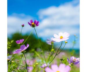 Pegdev - Pdl 5G Hedgerow Wild Flower & Grass Seed Attracts Bees & Butterflys - Diverse Meadow Gardens And Eco-Friendly Seed Mix