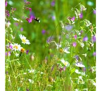 Pegdev - Pdl - Woodland & Heavy Shade - Wild Flower & Grass Mix Seed - Meadow, Bees, Butterfly, Sowing Rate: 5G/m2 (10G)