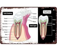 peiyeety Dental Knowledge Metal Tin Sign Tooth Anatomy Posters Metal Signs Dentist Encyclopedia Iron Plaques Office Hospital Consultation Room Wall Decor Gift For Women Men 8x12 Inch