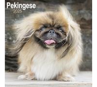 Pekingese 2025 Square Wall Calendar | Dog Breed Calendar