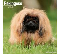 Pekingese 2026 Calendar | Square Wall Calendar | Dog Breed Gift | Plastic Free Packaging | by Avonside Publishing