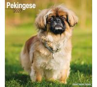 Pekingese 2027 Calendar | Square Wall Calendar | Dog Breed Gift | Plastic Free Packaging | by Avonside Publishing