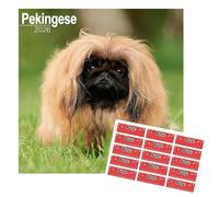 Pekingese Calendar 2026 | 16 months | with FREE Organisational Stickers