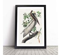 Pelican by John James Audubon Framed Wall Art Print A2 Black
