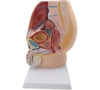 Pelvic Anatomy Model Female/Male Life-Size Pelvic Floor Model Anatomy of The Model Pelvic Muscles Removable Organs B