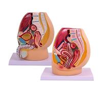 Pelvic Cavity Model Urogenital Specimen, Mid-Sagittal Cut Human Anatomy Teaching Tool for Educational Purposes, Male and Female Anatomy