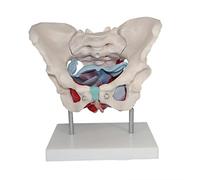 Pelvic Floor Model, Female Anatomy with Removable Pieces, Magnetic Connection for Educational and Exhibition Use