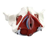 Pelvic Floor Muscle Model - Female Reproductive Organ Anatomy Educational Tool for Medical Training and Health Awareness
