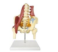 Pelvic Model, Anatomical Model, Lumbar Spine Bone Model, Life-Size Skeleton, Anatomical Model, Removable Base for Chiropractors and Students A