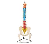 Pelvic Model Medicine Educational Model Human Spine Model 1:1 Color Orthopedic Spine Cervical Thoracolumbar/Pelvic Tail