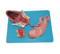 Pelvic Model Of A Woman With Fetal Skull-Pvc Material Simulation Anatomical Process Of Three Stages For The Birth Demonstration