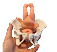 Pelvic Model with Baby Mini Female Pelvis for Childbirth Education, Demonstration of Midwifery Techniques, and Postpartum Recovery Training Too