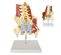 Pelvic Model with Lumbar Spine And Nerve Muscles Lumbar Model with Muscles, Nerves And Pelvis Life Size Female Pelvis Model Anatomy Anatomy Model for Science Teaching