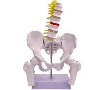 Pelvic Model with Lumbar Spine Models - Anatomical Educational Aid for Patient Training, Removable Components for Enhanced Learning
