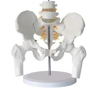Pelvic Skeleton Anatomical Model - Life Size Educational Tool for Anatomy Studies and Research