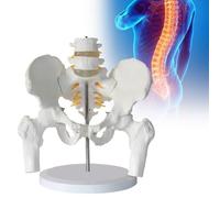 Pelvic Structure Model with Vertebrae Spine and Removable Legs for Classroom Learning and Clinical Practice, Includes Spinal Nerve Root