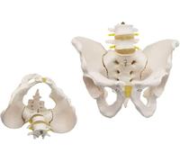 Pelvic Two-Section Lumbar Spine Model,Human Pelvis Model Life Size for Orthopedics Demonstration Medical Teaching School Educational Tool