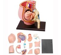 Pelvis Anatomy Model for Human Pregnancy - 4D Skeleton Anatomy Model for Pregnant Women