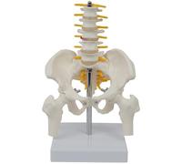 Pelvis and Spine Model with Five Lumbar Vertebrae, Anatomical Skeleton Model for Teaching and Study, PVC Human Skeleton Model, Human Pelvis Anatomy, 5.70 x 4.33 x 8.66 in (14.5 x 11 x 22 cm)