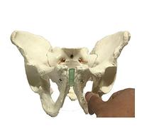 Pelvis Model Adult Male Human Skeleton Bone Medical Teaching Model for Anatomy and Physiology