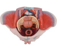 Pelvis Model - Anatomy Model with Detachable Ligaments, Nerves, and Pelvic Floor Muscles for Educational Use