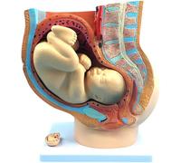 Pelvis Model, Human Fetal Development Model, Includes A Full Term Removable Fetus Model, Anatomy of The Placenta and More, Biology Study Display Lab Ornament