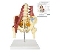 Pelvis Model with Lumbar Spine, Muscles and Nerves, Life Size Human Lumbar Spine Muscled Model with Sturdy Base, Ideal Tool for Medical Teaching and Learning