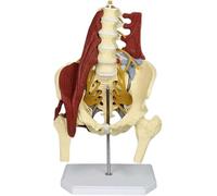 Pelvis Model with Pelvic Floor, Life Size, Lumbar Spine Bone Science Female Pelvis, Muscle Anatomy Medical Organ Model