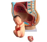 Pelvis Model with The Fetus Pregnancy 9 Months Women's Sagittal Pelvic Anatomy for Science Classroom Study Display Teaching Medical Model