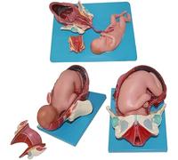 Pelvis Pregnancy Model, Childbirth Midwifery Instruction Simulator, Anatomical Childbirth Pelvis and Full-Term Fetus Model in First, Second and Third Stages of Labor, for Gynecology Teaching