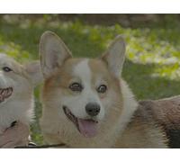 Pembroke Welsh Corgis