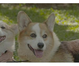 Pembroke Welsh Corgis