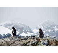 penguin-2000-Piece Puzzle Game for Adults - Every Piece Fits Perfectly (14 years+)