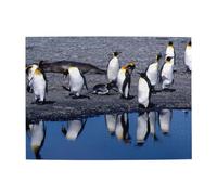 Penguin,500 Pieces Puzzles for Adults-Wooden Jigsaw Puzzle for Adults Elderly
