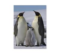 Penguin，Jigsaw Puzzles for Adults 1000 Pieces Games Toys Gift Every Piece is Unique - Challenging Family Fun Game（50x70cm）-C5