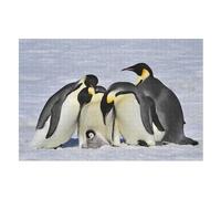 Penguin Jigsaw Puzzles for Adults 1000 Pieces - Kids Wooden Puzzle - Recycled Board Picture （75×50cm）
