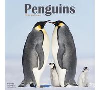 Penguins 2026 Calendar | Square Wall Calendar | Animal Gift | Plastic Free Packaging | by Avonside Publishing