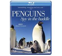 Penguins - Spy in the Huddle [DVD] [Blu-ray]