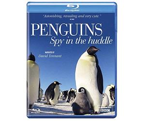 Penguins: Spy In The Huddle [Blu-ray]