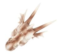 PENIKOKO Aquarium Dinosaur Skull Ornament Simulated Fish Tank Decoration Hiding Cave for Fish and Shrimp Durable Shelter Realistic Nature Inspired Decor for Aquatic Environments