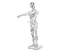PENIKOKO Male Human Body Acupuncture Model with Precise Meridian Pressure Points Educational Massage Display for Chinese Medicine Teaching Hospital and Lab Use