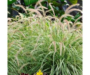 Pennisetum setaceum Sky Rocket (9cm)